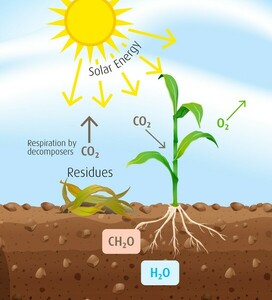 CO2 and  plants CO2 and  plants